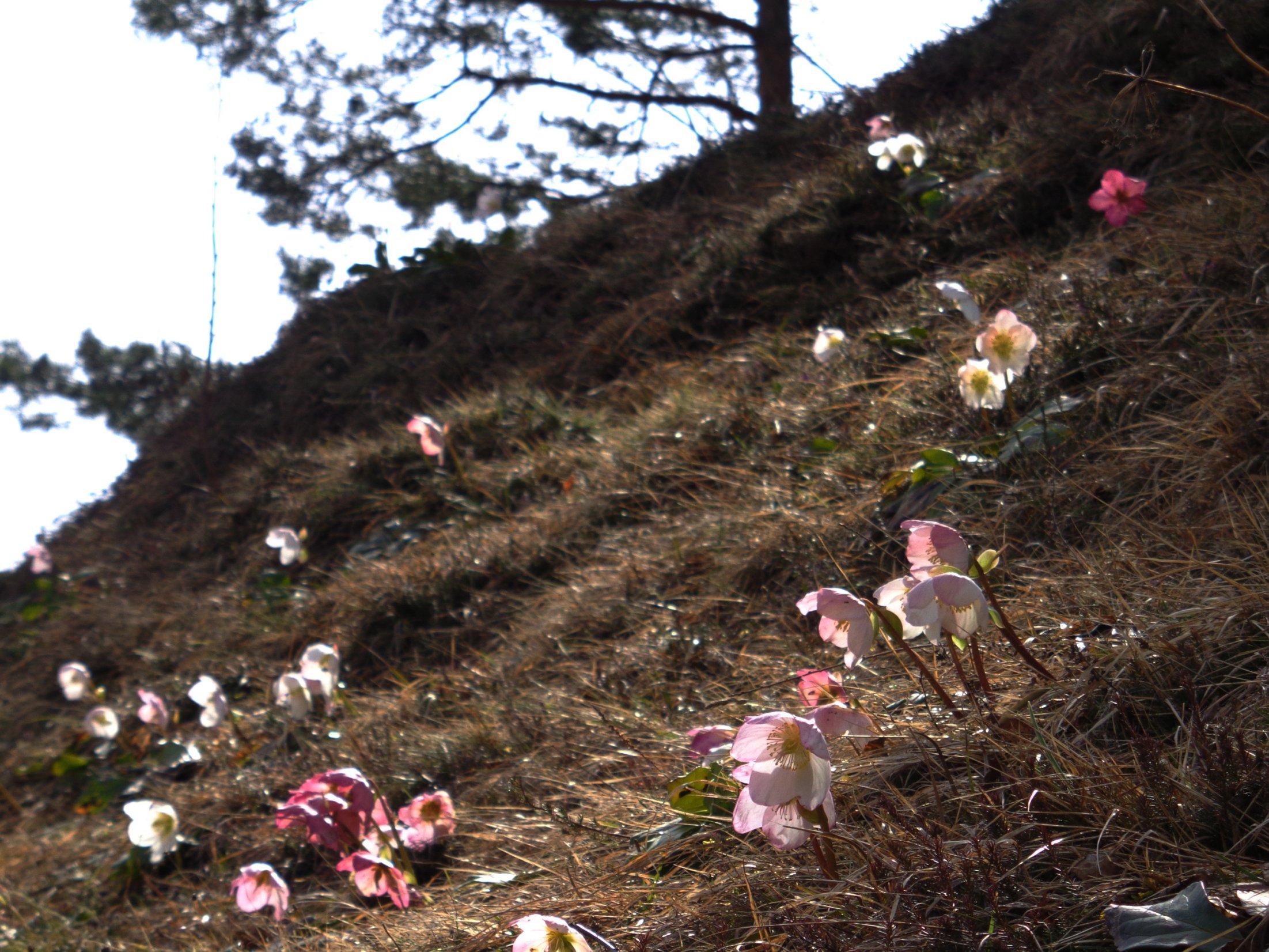 Nature